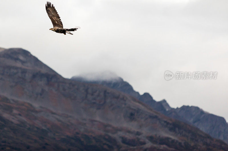 秃鹰(halaeetus leucocephalus)